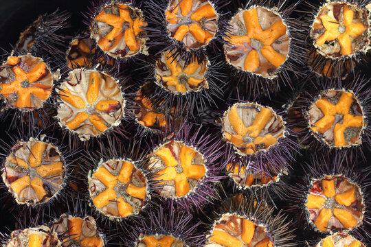 Riccio di mare o echinoidea