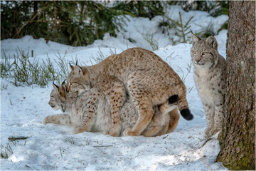Luchs Paarung