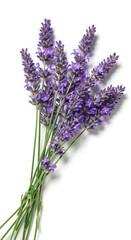 Obraz premium Fresh lavender flowers bouquet on white background
