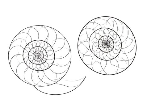 Two side-by-side detailed line drawings of spiraling shapes with radial, curved, and organic patterns
