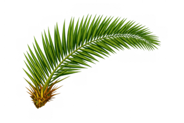 Palm leaf frond with green foliage, tropical plant design element, isolated on transparent background