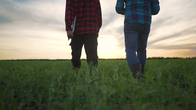 Farmer man holds laptop walking in field. Sunset lights rural area. Boots cross crops. Man studies plants close. Farmer checks growth in field. Man tests crop near sunset. Rural scene with farmer.