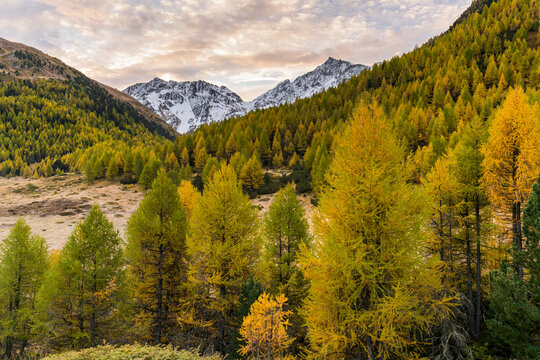 Piz Paradisin, Alpe Vago, Livigno, Lombardei, Italien