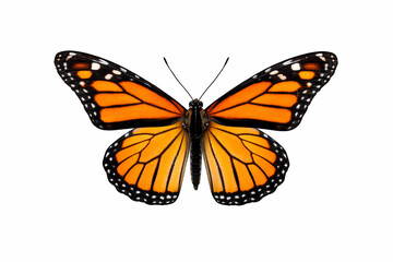 Fototapeta premium butterfly isolated on white