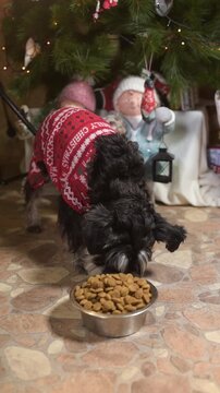 Vertical video of a mini schnauzer eating dog food from a bowl, with a cozy Christmas atmosphere and soft holiday lights in the background.