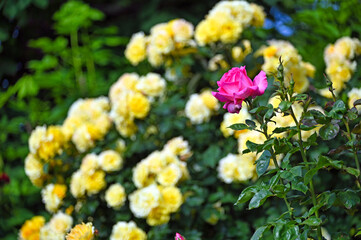 Pink Rose flower in springtime, Volksgarten, Vienna, Austria
