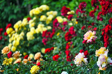 Roses garden in springtime, Volksgarten, Vienna, Austria