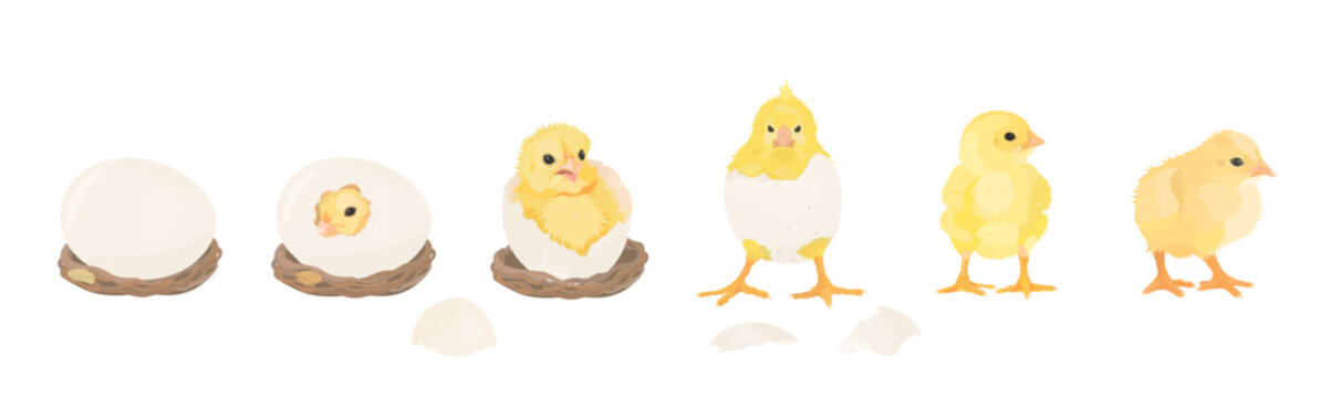 Chick Hatching from Egg. Cute yellow cartoon chicks hatch from broken shell egg. Small baby farm bird emergence from eggs, cracked shell. Vector hand drawn illustration isolated on white.