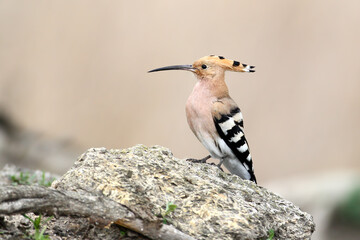A single and a pair of common hoopoe (Upupa epops) are photographed close-up against a blurred background. © VOLODYMYR KUCHERENKO