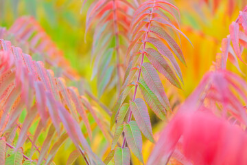 Herbstlich Verfrbter Essigbaum Baden Bei