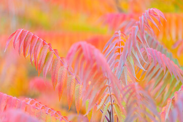 Herbstlich Verfrbter Essigbaum Baden Bei