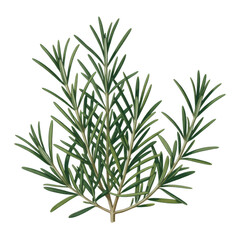 Obraz premium Rosemary herb plant green leaves nature isolated on a transparent background