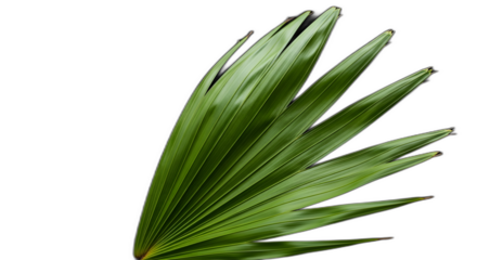 Vibrant deep green fan palm frond segment displaying detailed parallel veins isolated on transparent background