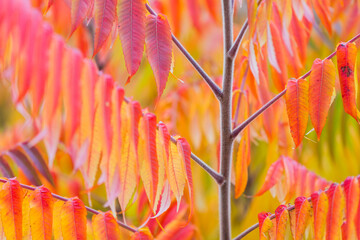 Herbstlich Verfrbter Essigbaum Baden Bei