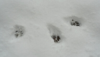 There is a cat track in the snow.