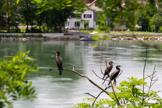 Cormorants perching on tree branch by tranquil river