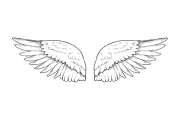 Vector  vintage hand-drawn engraved wings. Sketch of feathered angel elements.
