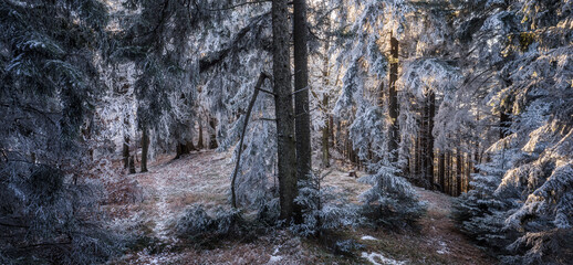 Wald Auf Der Hohen Wand