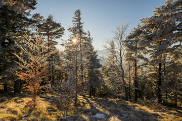 Rauhreif Aufumen Hohe Wand Bezirk