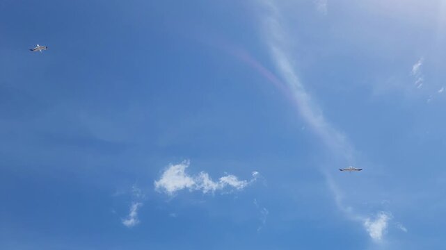 Brazilian Seagulls Gliding Against the Wind in Blue Sky