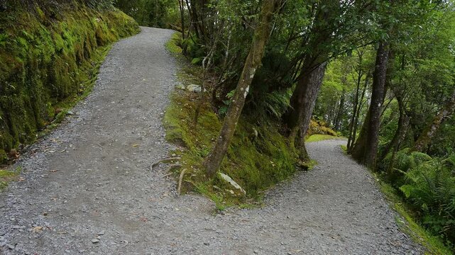 Ein Weg Weggabelung teilt sich in zwei Richtungen, umgeben von dichten, moosbedeckten W&auml;ldern, Sommer, Lake Matheson, Fox Glacier, S&uuml;dinsel, Neuseeland, Ozeanien 