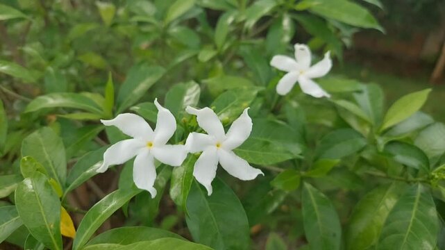 Beautiful white tropical flower Tabernaemontana corymbosa swaying in the wind, nature background.