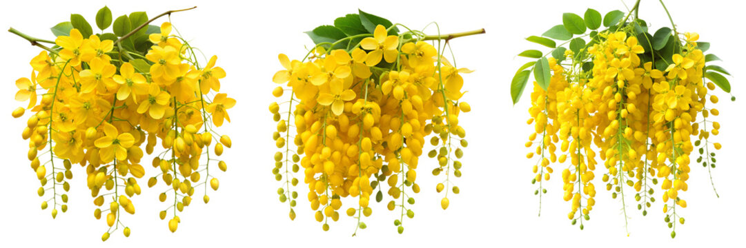 Set of Cassia fistula yellow flowers isolated on a transparent background