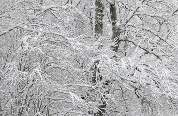 Snow-covered forest on a frosty winter day.