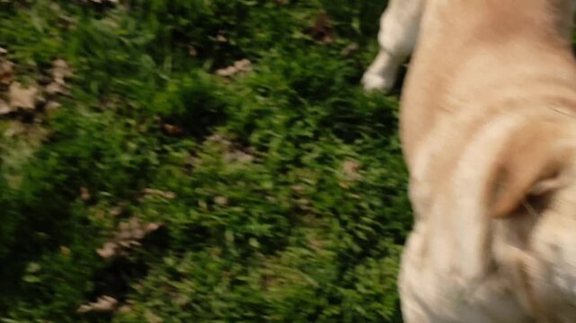 Labrador dog holding a green ring toy during play with owner. Active outdoor pet game showing joy, energy and strong bond between human and dog