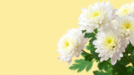 White chrysanthemums on pastel yellow background