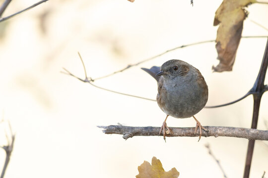 Dunnock (Prunella modularis) perched on a branch in its natural environment.