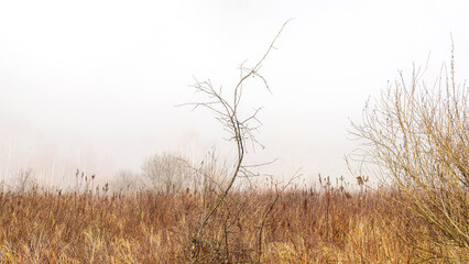 Exploring the serene marshlands and wildlife in Widgeon Marsh regional Park in coquitlam BC