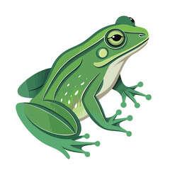 Fototapeta premium Green frog illustration sitting and looking alert on a white background 