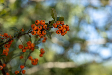 Macro shot of bright orange berries on a Pyracantha (firethorn) branch. Decorative evergreen shrub in a Mediterranean garden with soft bokeh background. October, Antalya region, Turkey.