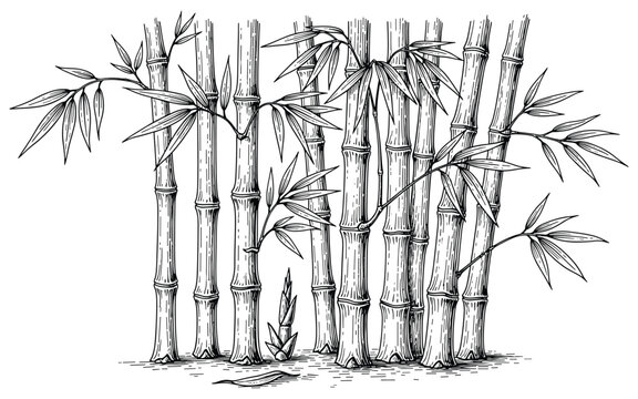 Engraved bamboo stems vector illustration with leaves in hand drawn sketch style for print