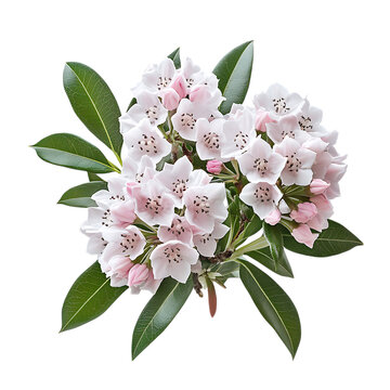 Delicate pink mountain laurel blooms isolated on transparent background