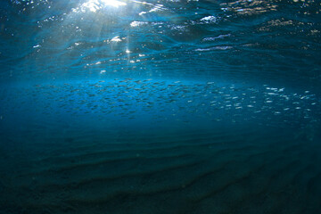 A school of fish moves near the surface, close to the shore at sunset.