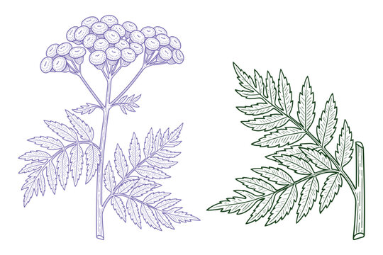 Botanical vector illustration of fern leaves and umbel flowers natural herbs graphic design elements