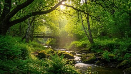 Serene forest pathway with sunlight