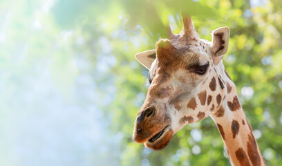 Obraz premium Close-up Side Profile View of a Wild African Giraffe Head with Distinctive Spotted Pattern, Eating Leaves from Green Foliage with Blurred Background, Wildlife and Nature Concept