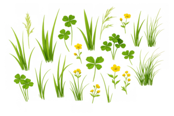Green grass and spring wildflowers collection with clover and buttercups, detailed realistic vector elements on transparent background