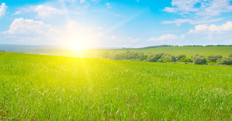 Obraz premium Panoramic Green Wheat Field at Bright Summer Sunrise