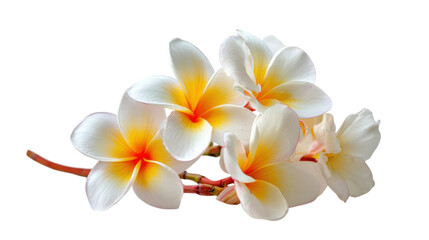 A bouquet of white and yellow flowers