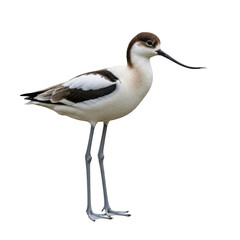 Obraz premium American avocet bird isolated on transparent background