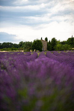 Charming Lavender Fields of Provence, France