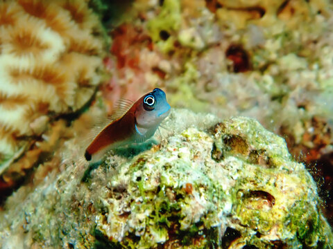Aron's Blenny (Ecsenius aroni). Taken in Sharm El Sheikh, Egypt.