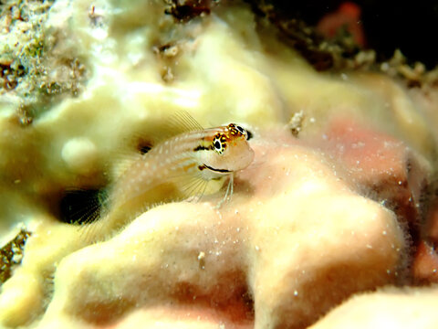 Red Sea combtooth blenny. (Ecsenius dentex)
