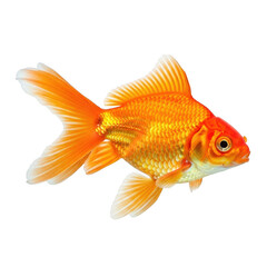 Fototapeta premium Vibrant goldfish isolated on transparent background