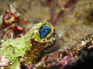 Red Sea Mimic Blenny ( mimoblennius cirrosus)