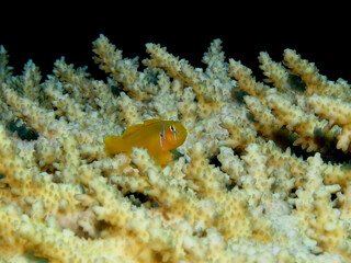 Citron coral goby (gobiodon citrinus)